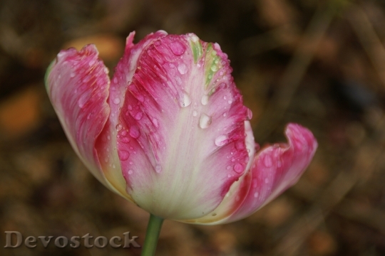 Devostock Tulip Flower Waterdrop Water