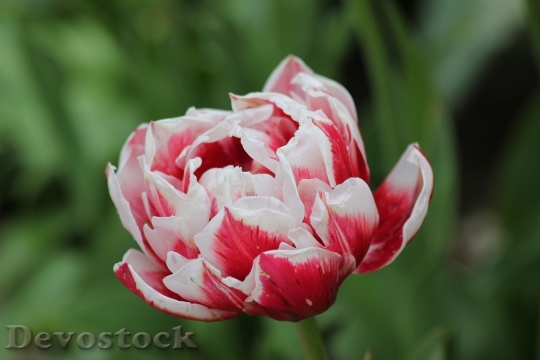 Devostock Tulip Flower White Red