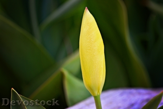 Devostock Tulip Flower Yellow Blossom