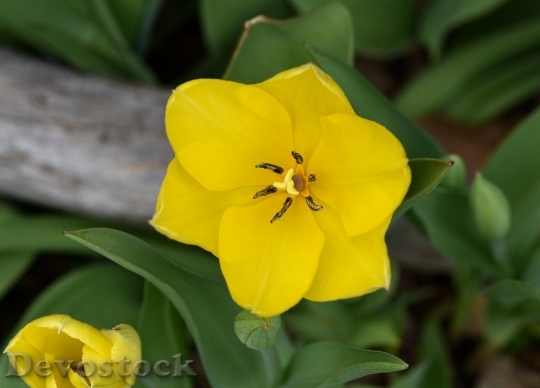 Devostock Tulip Flower Yellow Flower