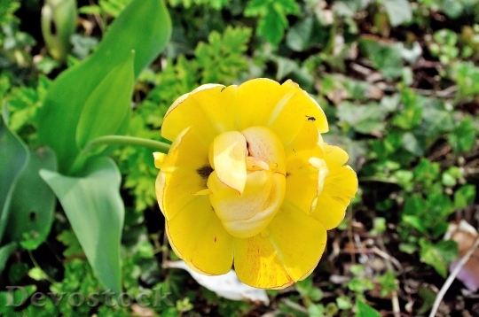 Devostock Tulip Flower Yellow Flowers 0