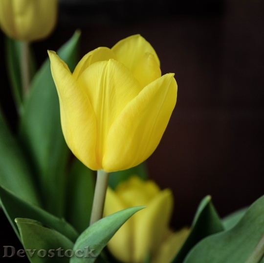Devostock Tulip Flower Yellow Flowers 2