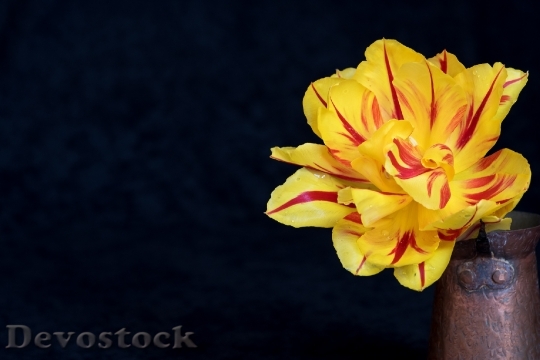 Devostock Tulip Flower Yellow Red 0