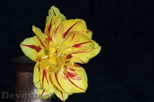 Devostock Tulip Flower Yellow Red 1