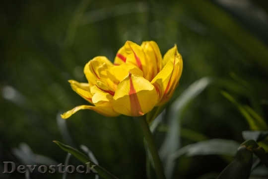 Devostock Tulip Flower Yellow Red