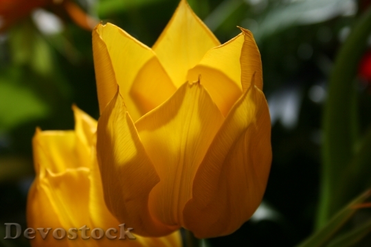 Devostock Tulip Flower Yellow Shadow