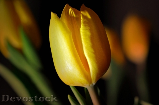 Devostock Tulip Flower Yellow Yellow 0