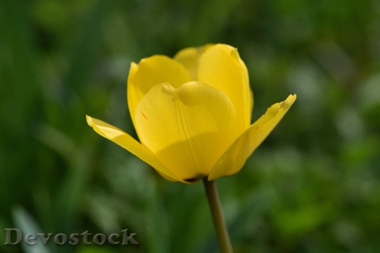 Devostock Tulip Flower Yellow Yellow