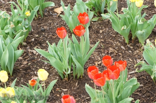 Devostock Tulip Flowers 0