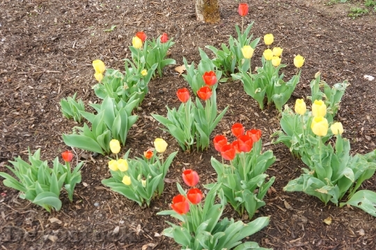 Devostock Tulip Flowers
