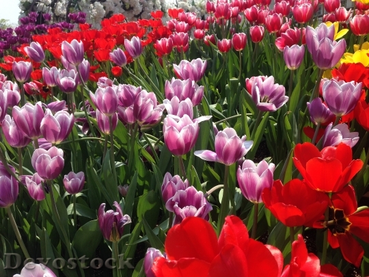 Devostock Tulip Flowers Everland 1530515