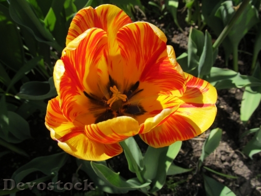 Devostock Tulip Flowers Garden Flowers