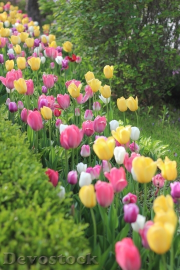 Devostock Tulip Flowers Garden Plants