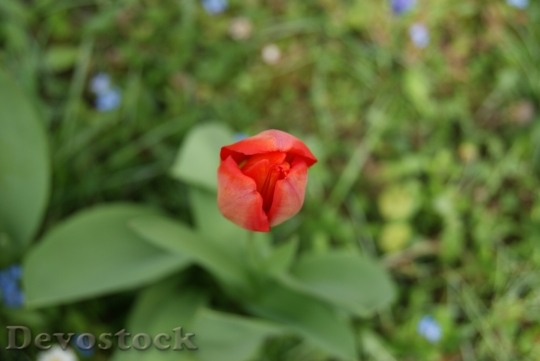Devostock Tulip Flowers Nature 312972