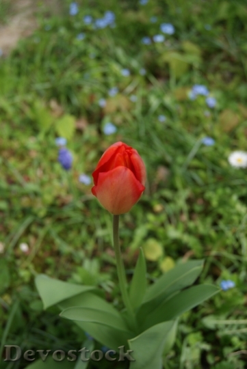 Devostock Tulip Flowers Nature 312973
