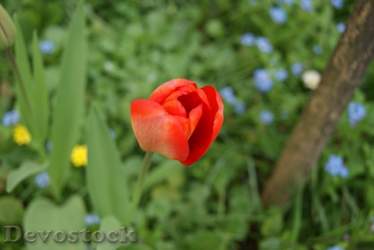 Devostock Tulip Flowers Nature 312974