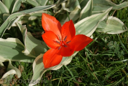 Devostock Tulip Flowers Nature 312980