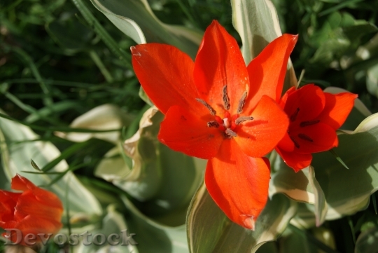 Devostock Tulip Flowers Nature 312984