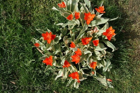 Devostock Tulip Flowers Nature 312986