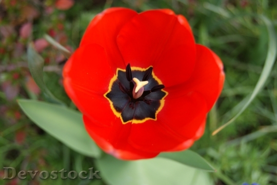 Devostock Tulip Flowers Nature 312988