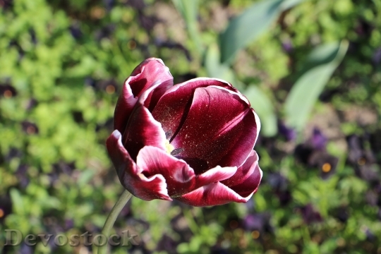 Devostock Tulip Flowers Nature Color 0