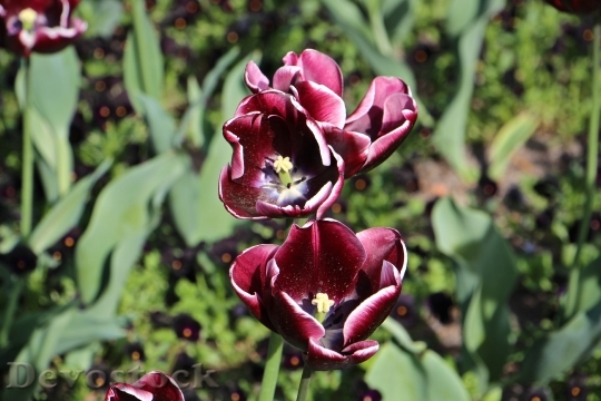 Devostock Tulip Flowers Nature Color
