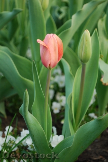 Devostock Tulip Flowers Nature Plants