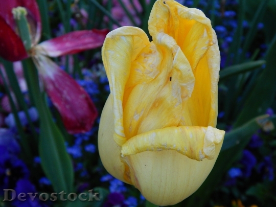 Devostock Tulip Flowers Nature Summer
