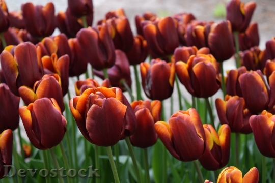 Devostock Tulip Flowers Netherlands 1661498