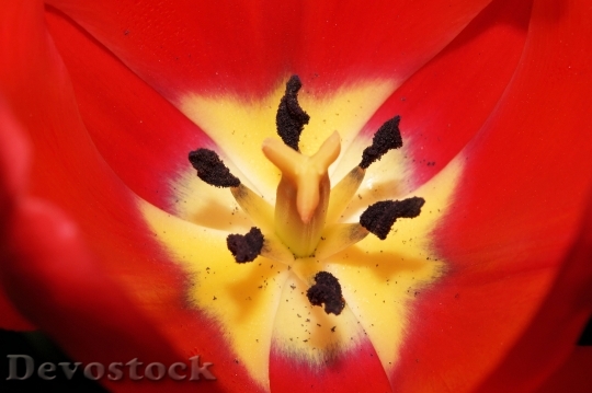 Devostock Tulip Flowers Ovary Stamp