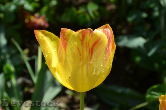 Devostock Tulip Flowers Photography Tulips
