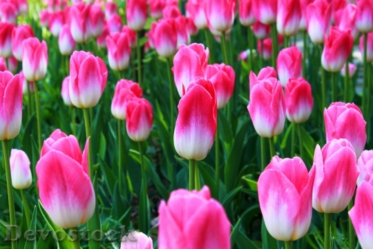 Devostock Tulip Flowers Plants Nature
