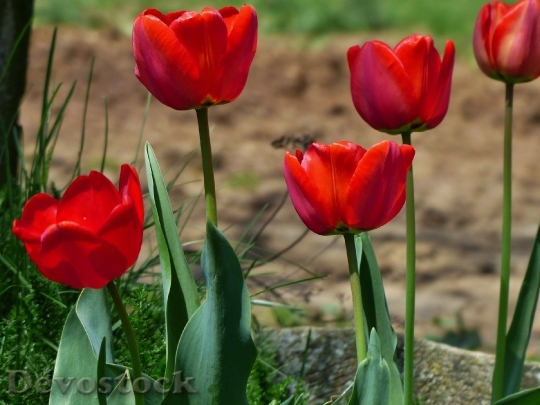 Devostock Tulip Flowers Red Floral