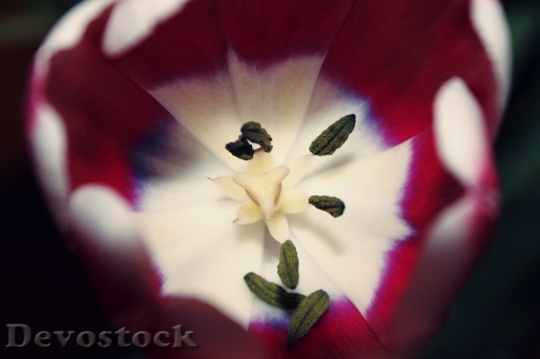 Devostock Tulip Flowers Shrub Flower
