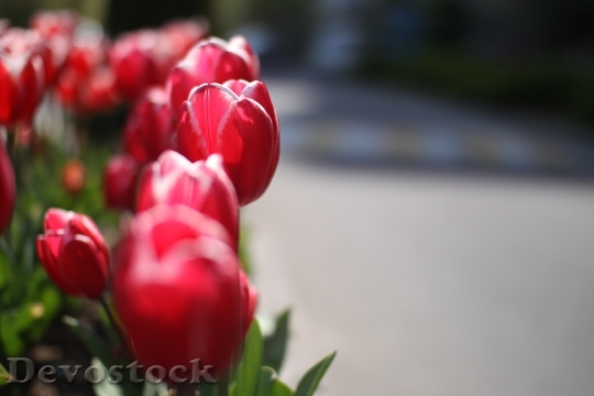 Devostock Tulip Flowers Spring 108337