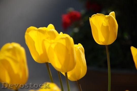 Devostock Tulip Flowers Spring 108338
