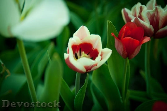 Devostock Tulip Flowers Spring Nature 1