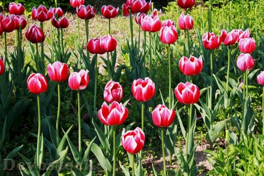 Devostock Tulip Flowers Spring Nature