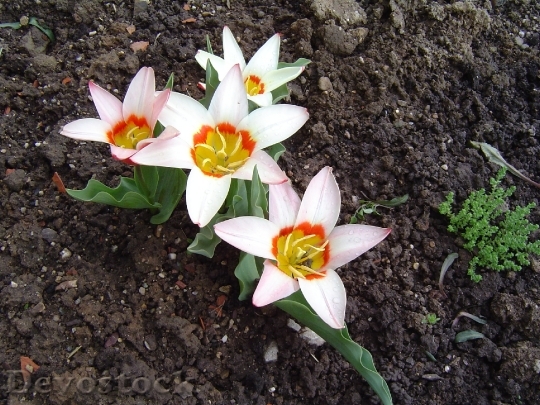 Devostock Tulip Flowers Spring Plant