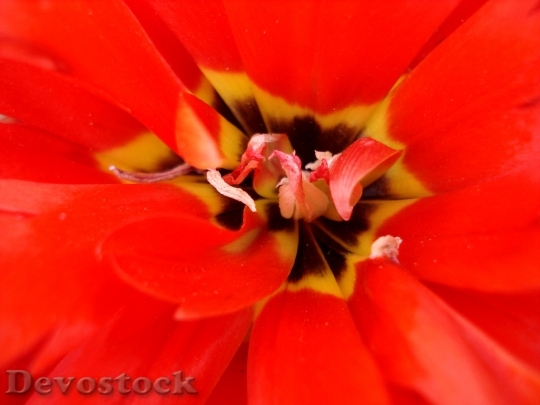 Devostock Tulip Flowers Tulips Red