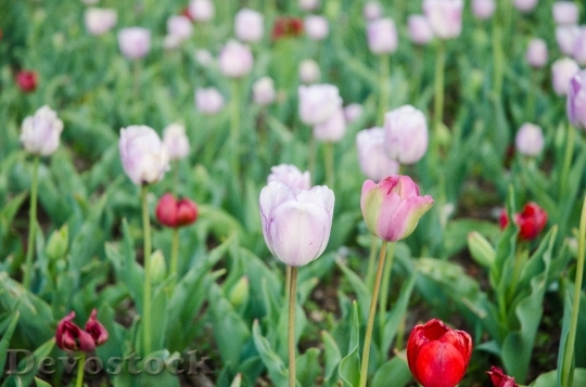 Devostock Tulip Flowers White Flowers