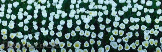 Devostock Tulip Flowers White Huang 0