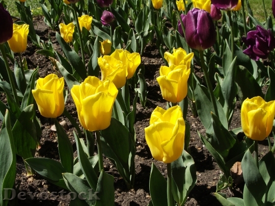 Devostock Tulip Flowers Yellow Purple