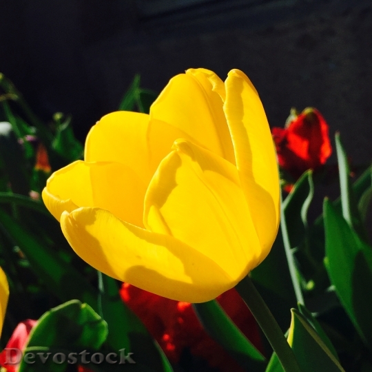 Devostock Tulip Flowers Yellow Red