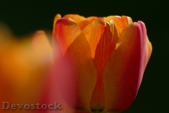 Devostock Tulip Garden Close Flower