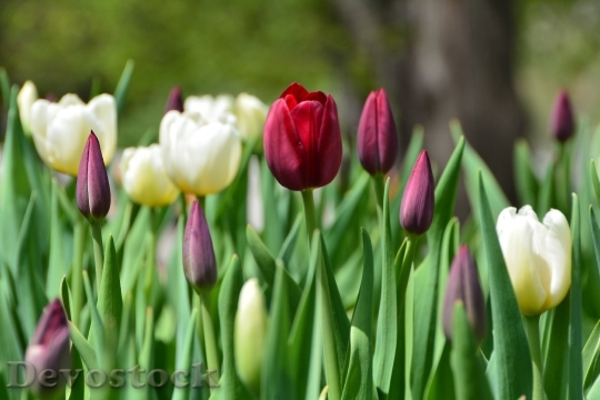 Devostock Tulip Garden Flower Spring