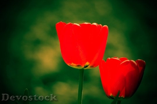 Devostock Tulip Garden Spring Flowers