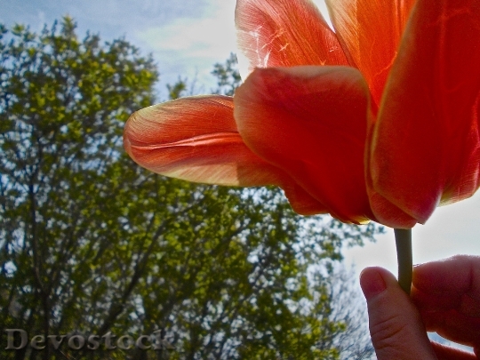 Devostock Tulip Hand Red Flower