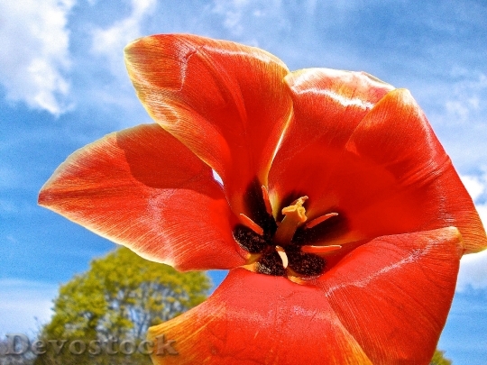 Devostock Tulip Himmel Pistils Red