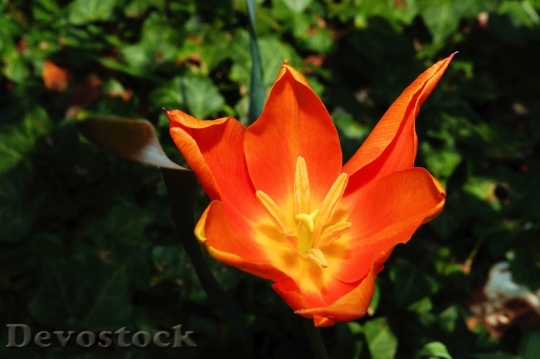 Devostock Tulip Holland Flower Flowers